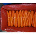 Fresh Red Carrot for Exporting